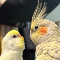 片桐真衣 (@raimu_mai) 's Twitter Profile