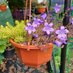 Rosalyn Grams: disabled catmum & plant lady🩼💊🛏 (@mywonkyknees) Twitter profile photo Rosalyn Grams: disabled catmum & plant lady🩼💊🛏 (@mywonkyknees) Twitter profile photo