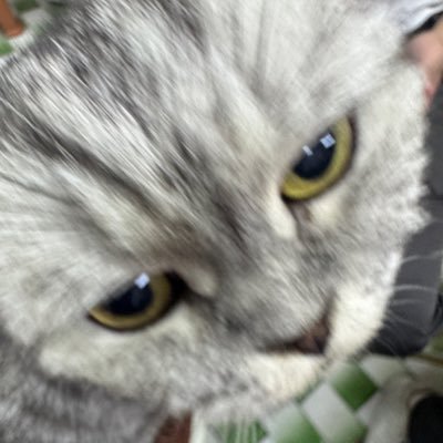 meovv124's profile picture. meow