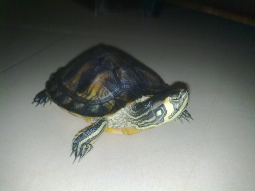 Christtian1985's profile picture. buscando mi sitio en este mundo