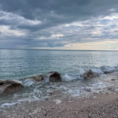 NFTCAT275761's profile picture. Kedi sever