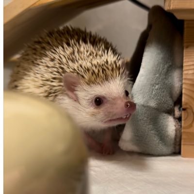 ポケスリでカビゴンを育てつつ警戒心MAXに育ってしまってからお迎えしたハリネズミのぽろたんを愛でる毎日。ウーパールーパーブラックのフクロウとアルビノ白目のジークが加わって毎日楽しく隠居生活だぜ(๑•̀ㅂ•́)و✧