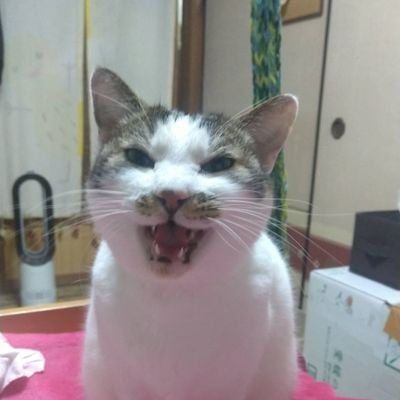 板橋産まれ新宿育ち♥
愛媛県松山市2年位プラプラ滞在(笑)
今は大阪府箕面市に住み
頭の悪い頭やつもガキも絡んでこなくて良いからな(笑)
お前の親でもなければ身内でもねーから絡んでくるならば!
最後までやり合おうな♥
途中でわけのわからない事言い始めんなよ(笑)
X如きで語ってるガキとかリアルでいじめちゃうぞ(笑)