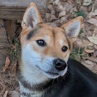 花笑婆（はなさけばばー） (@hanasakeba) 's Twitter Profile Photo