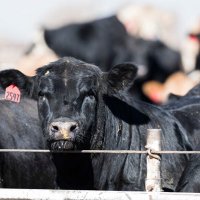 Beardsley Cattle Co (@schaef605) 's Twitter Profile