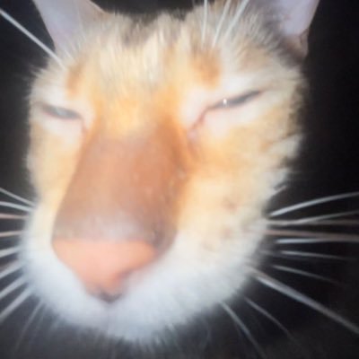 ヤーさんのプロフィール画像
