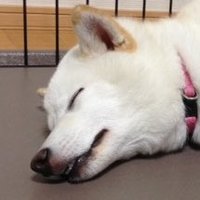 ふぁんふぁん (@fanfan__fz) 's Twitter Profile Photo ふぁんふぁん (@fanfan__fz) 's Twitter Profile Photo