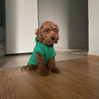 Bollinger (@meriicoguz) 's Twitter Profile
