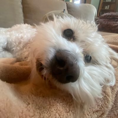 cishet's profile picture. door city over here 28 gayboy