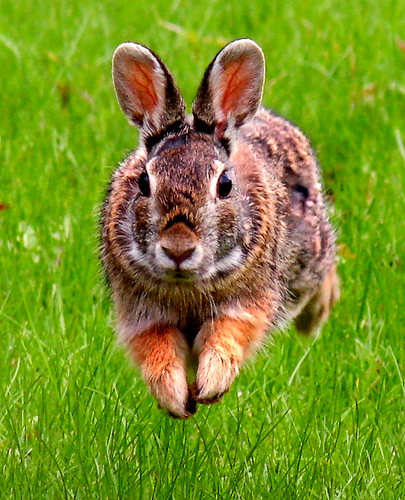 Just a bunny trying to spread positive energy on Twitter.