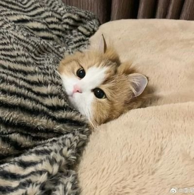 KahkashanJabee9's profile picture. 