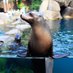 Central Park Zoo’s Sea Lion (@thecpz_sealion) Twitter profile photo Central Park Zoo’s Sea Lion (@thecpz_sealion) Twitter profile photo