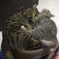 軒 (@a2461838) 's Twitter Profile