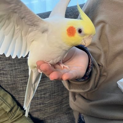 埼玉県吉川市在住。出身は福島県。美味しい日本酒と料理レシピを紹介するブログを運営している主婦です。3歳の息子の育児に奮闘中。オカメインコを溺愛しています。