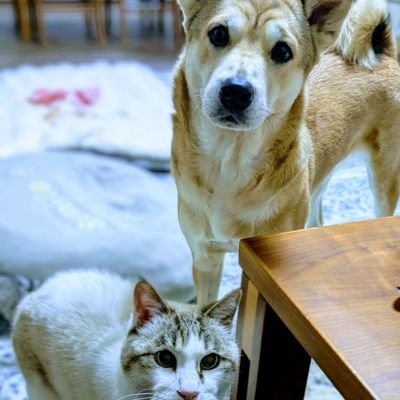 QQ5444573128883's profile picture. ウソの日本にくたびれた人。チョロッと勝手にグサッと呟きます♡
DM🆖🙏