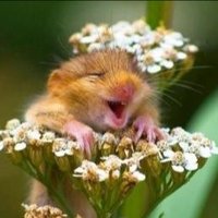 Squeaky Wheel (@jeseth0057) 's Twitter Profile