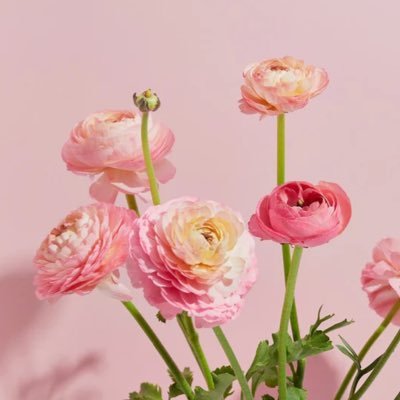前の垢に復帰できませんでした。 よろしくおねがいします。 生き物大好き♡ HR/HM ♡ ホラー映画マニアですん。よほどではないと怖くないよ♡ホラー映画というか残酷に人が死ぬ映画が好きwwwスラッシャー映画かな?ワンパターンが大嫌い💔デグーラブ❤️