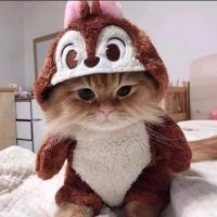 not a cat (squirrel) (@ttai4738103) 's Twitter Profile Photo not a cat (squirrel) (@ttai4738103) 's Twitter Profile Photo
