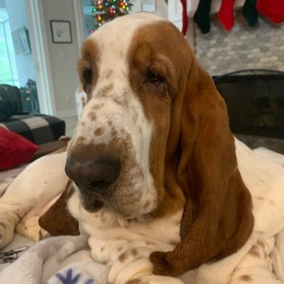 I am a Corkey’s Basset Hound living with Sadie a puppy of unknown parentage. I rule the roost. RIP Tommy and Odie 🌈🌉