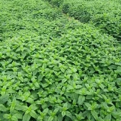 BAidara68686's profile picture. 