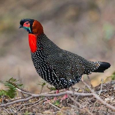 The Ηimalyan's Way Profile