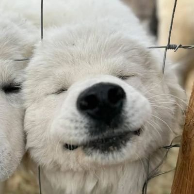 sadflation's profile picture. Nearly half way through the FAANG tour.