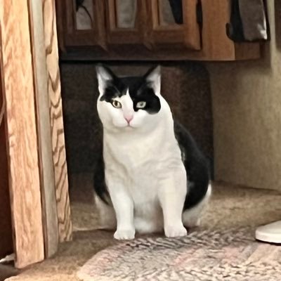 Rohl41291344's profile picture. Constitutional person!NOT a conservative, which is meaningless! My Pronouns are ; We /Won!  Western NC and winter Texan.  ALSO; I block those who waste my time.