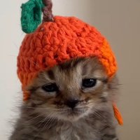 suh (@sirsuhdude) 's Twitter Profile