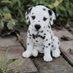 Dave Watkins (@puppiesforsell) Twitter profile photo Dave Watkins (@puppiesforsell) Twitter profile photo