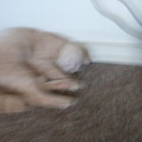 Madhatterisback (@lamadhatter69) 's Twitter Profile