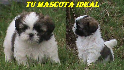 Encuentra tu mascota ideal para cuidarlo y tenerlo a tu lado alegrandote la vida...