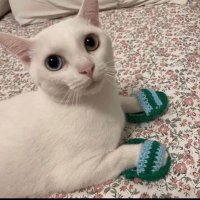 meow🐈 (@uremymeowmeow) 's Twitter Profile