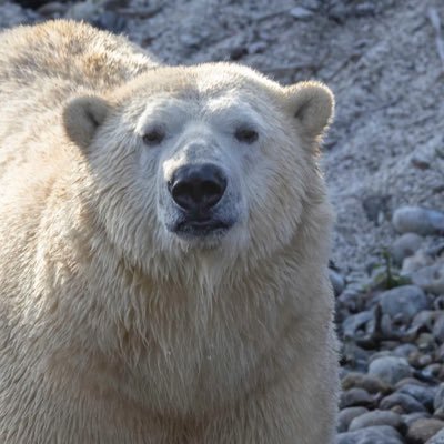 le fait d’être un ours me mets dans une carapace où personne ne voit mes émotions. je n’ai rien fait de ma vie