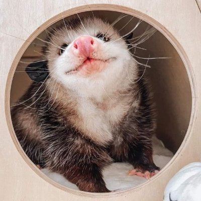 SleepyNithesMarsupa 🏳️‍⚧️さんのプロフィール画像