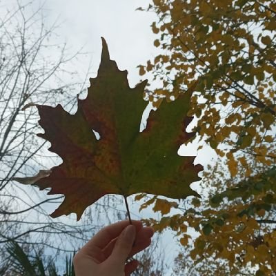 wattpadacilsin's profile picture. 