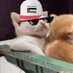 wilf (@friendlykitties) Twitter profile photo wilf (@friendlykitties) Twitter profile photo