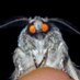 ðŠ ðŠ ðŠ Lamp Addicted Moth (@ubermothaddict) Twitter profile photo ðŠ ðŠ ðŠ Lamp Addicted Moth (@ubermothaddict) Twitter profile photo