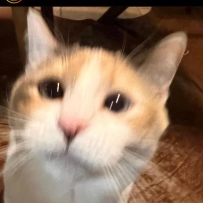 pinacoladalvr's profile picture. i rlly have nothing to say so |. |I ||. |- she/her