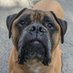 Goo (@goodboygoo2) Twitter profile photo Goo (@goodboygoo2) Twitter profile photo
