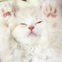 Athana(アテナ) (@_ff11_odin) 's Twitter Profile Photo Athana(アテナ) (@_ff11_odin) 's Twitter Profile Photo