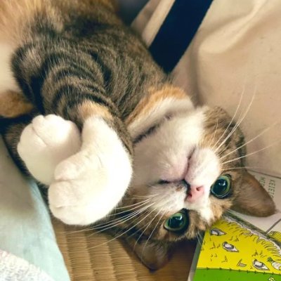 家族とねこを守りたい。
こんな日本じゃダメなんだ。
そんな思いで久しぶりにTwitterからXに
帰ってきました。
子供のころ大切にしていた鳩を猫に食べられ猫は大嫌いでした。
でも、しじみに出会って猫大好きになりました。
ありがとう!しじみ
