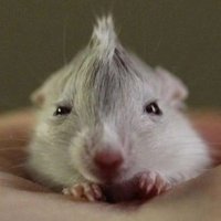 garlic (@thehumblebulb) 's Twitter Profile