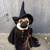 p 🧙‍♂️ (@prest6n) 's Twitter Profile Photo