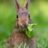 A_Common_Rabbit's profile image