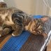 Cathy n' Finnegan (@cathcat59) Twitter profile photo Cathy n' Finnegan (@cathcat59) Twitter profile photo