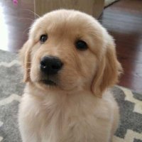 henrique (@cachorroseboso) 's Twitter Profile Photo henrique (@cachorroseboso) 's Twitter Profile Photo