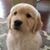 henrique (@cachorroseboso) Twitter profile photo henrique (@cachorroseboso) Twitter profile photo