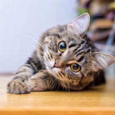 inu990113696125's profile picture. 福井のM男 20代です