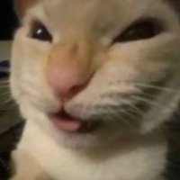 Priv Shuv it! (@shuvpriv) 's Twitter Profile