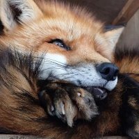 Floofster ⬜🟩 (@fluffyfluff_1) 's Twitter Profile